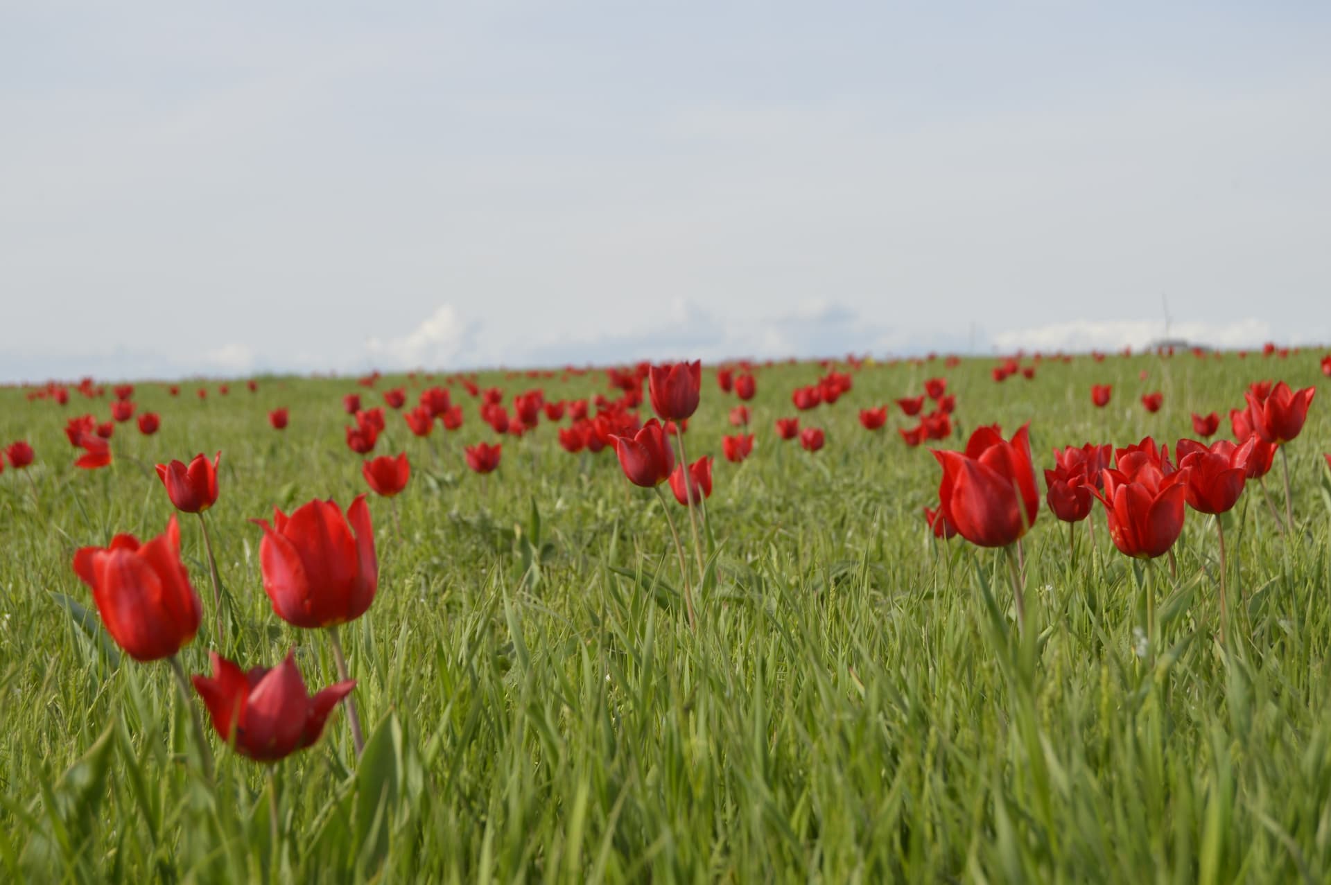 🌷 Тур «Калмыкия: Фестиваль Тюльпанов» - фото 5