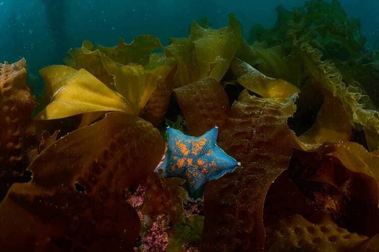 Программа дайвинга