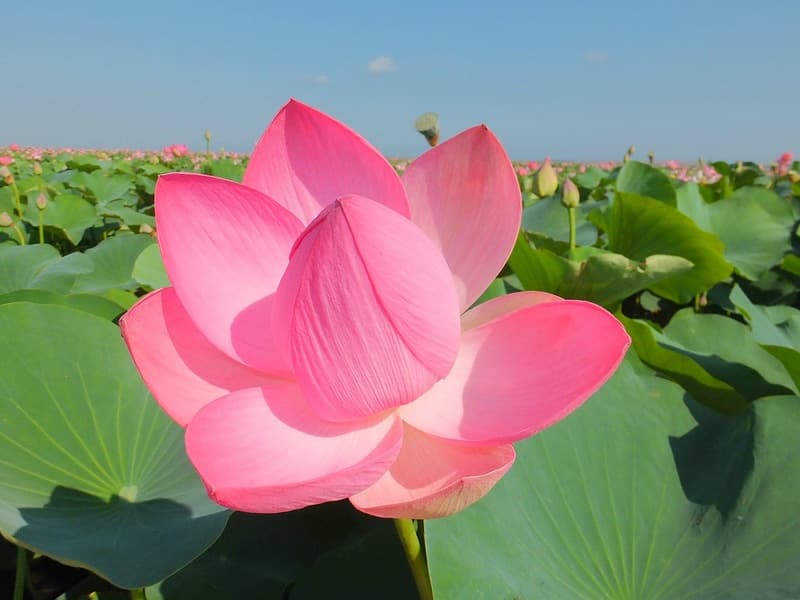 ЛОТОСЫ+ АЗОВСКОЕ МОРЕ