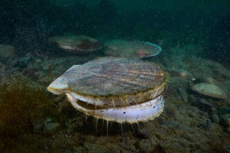 Программа дайвинга