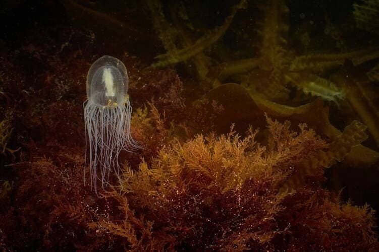 Программа дайвинга