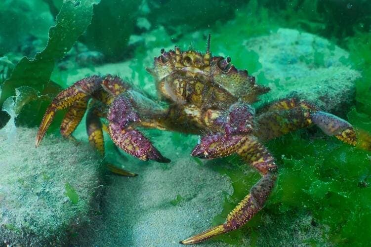 Дайвинг - фото 1