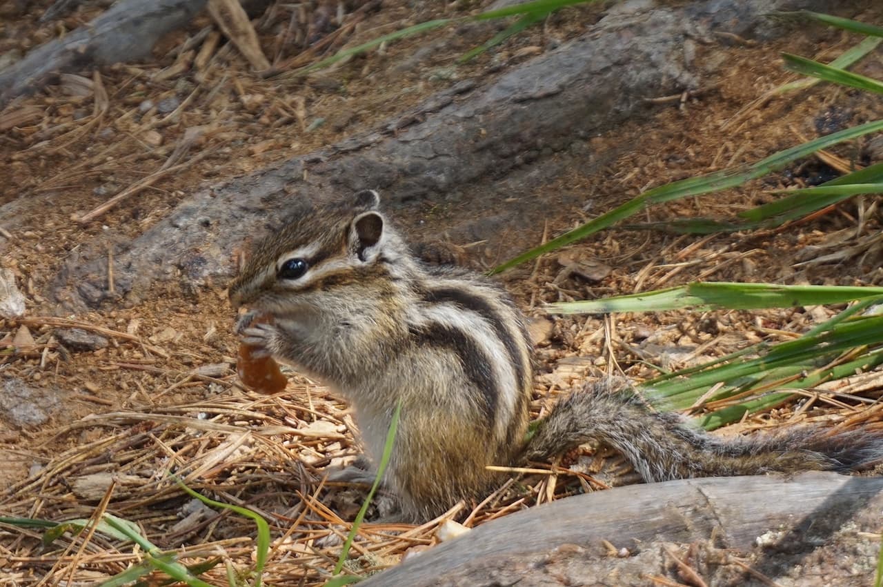 "Мультинская сказка", кольцевой поход к озерам Катунского хребта - фото 7