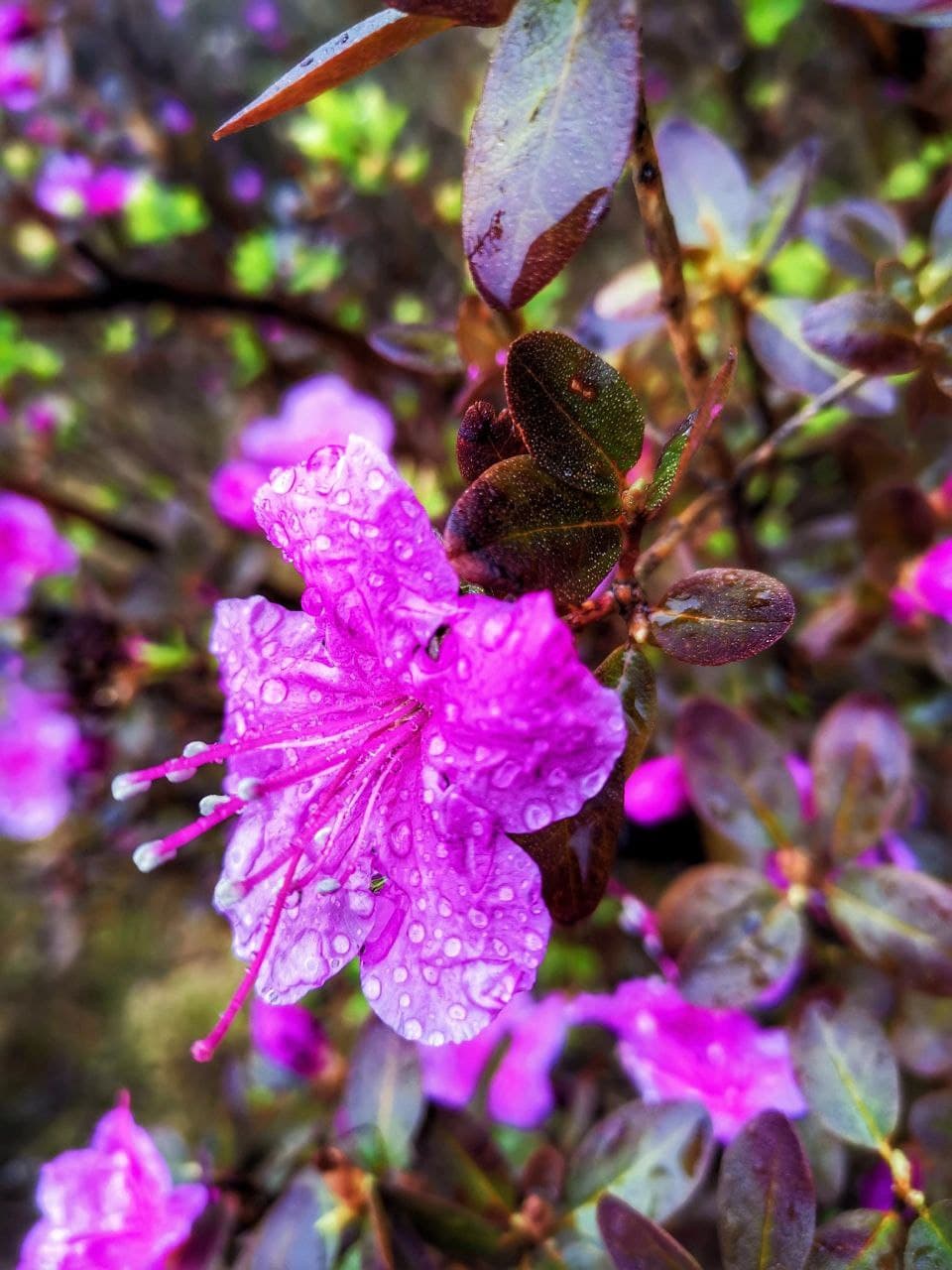 Майские Фиолетовые - фото 1