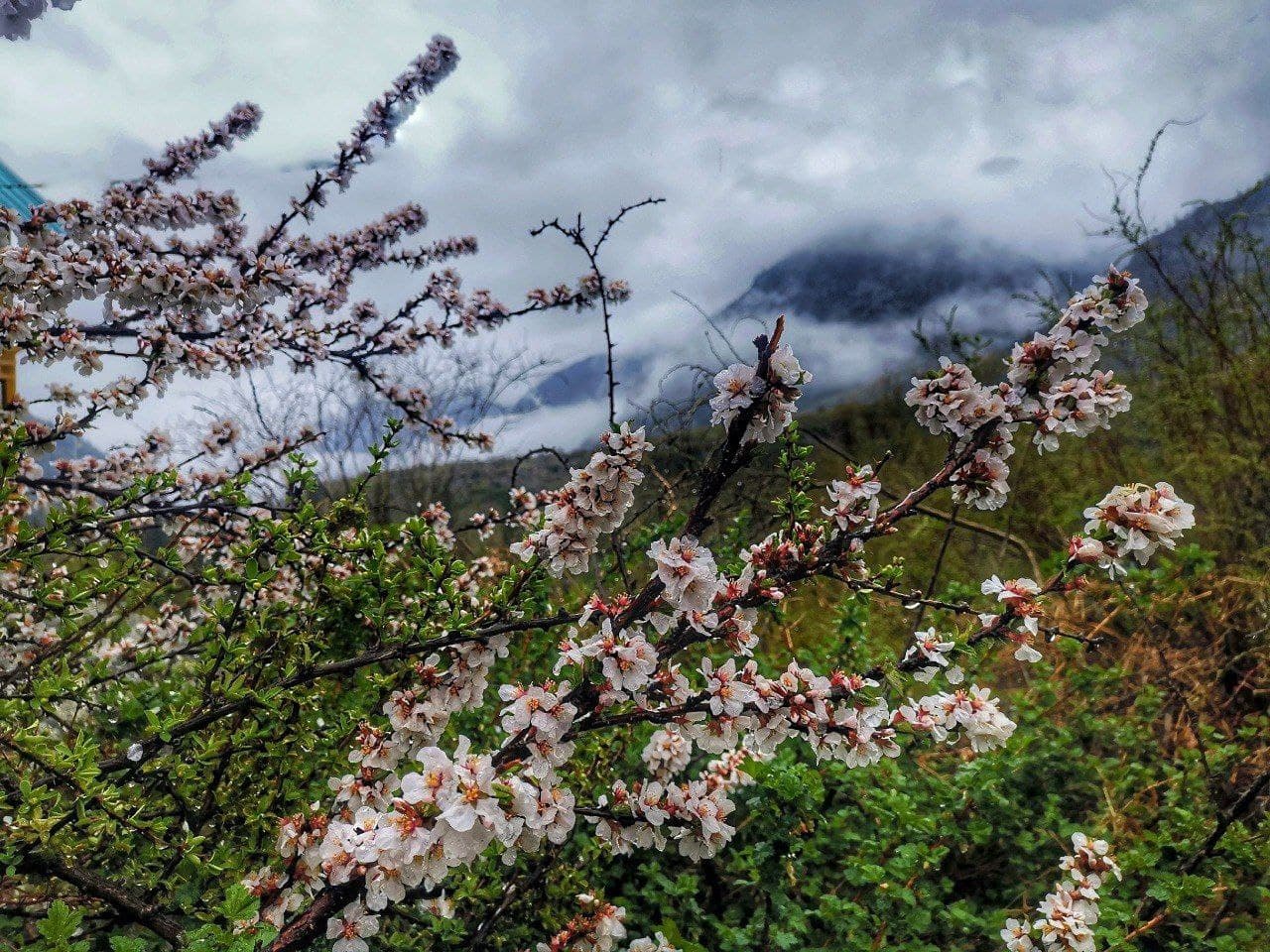 Майские Фиолетовые - фото 2