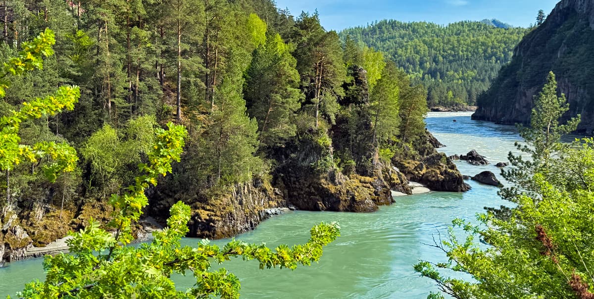 Цветение маральника на Алтае. Майские в сиреневых горах. - фото 1