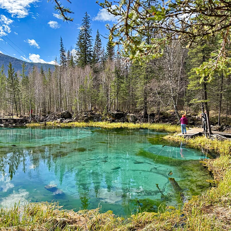 Цветение маральника на Алтае. Майские в сиреневых горах. - фото 5