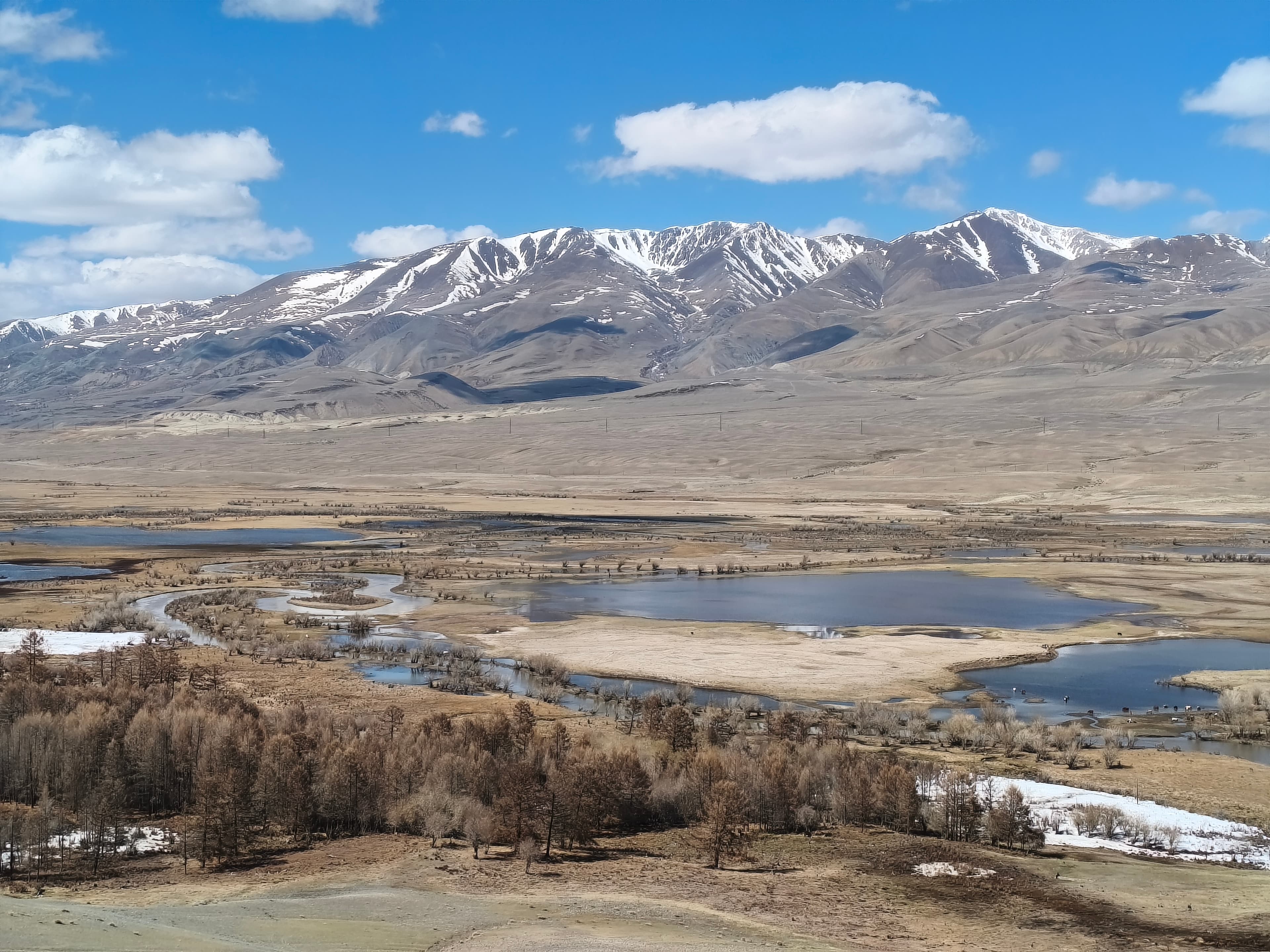 Майские Фиолетовые - фото 6