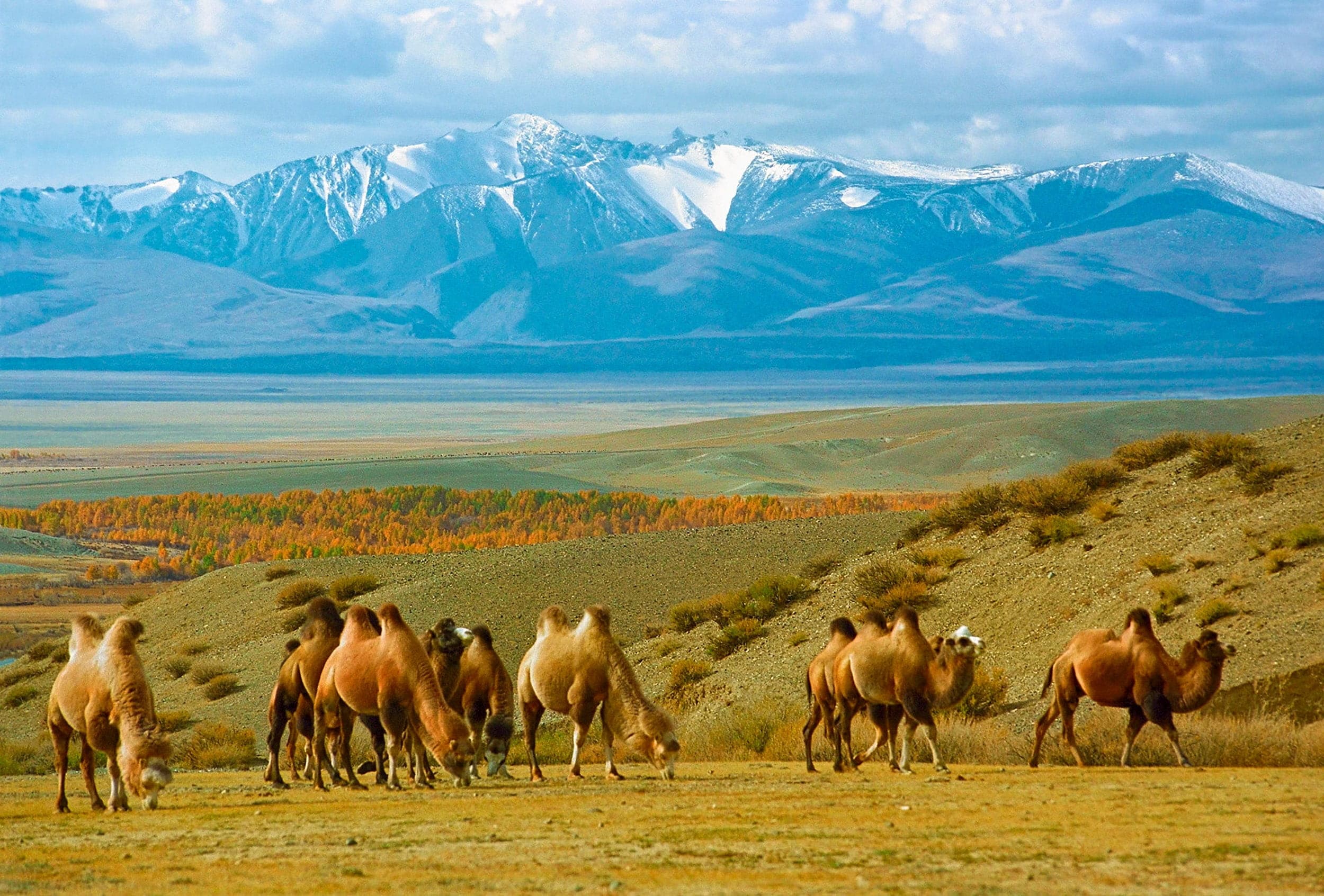 Золотое кольцо Алтая