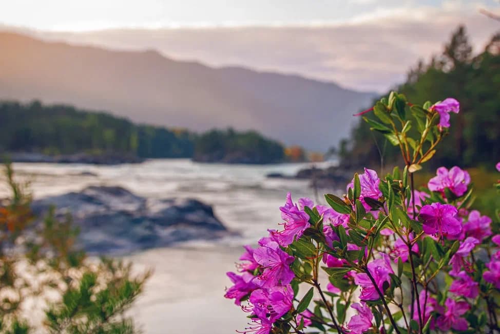 Автотур «Цветение маральника 4 дня»