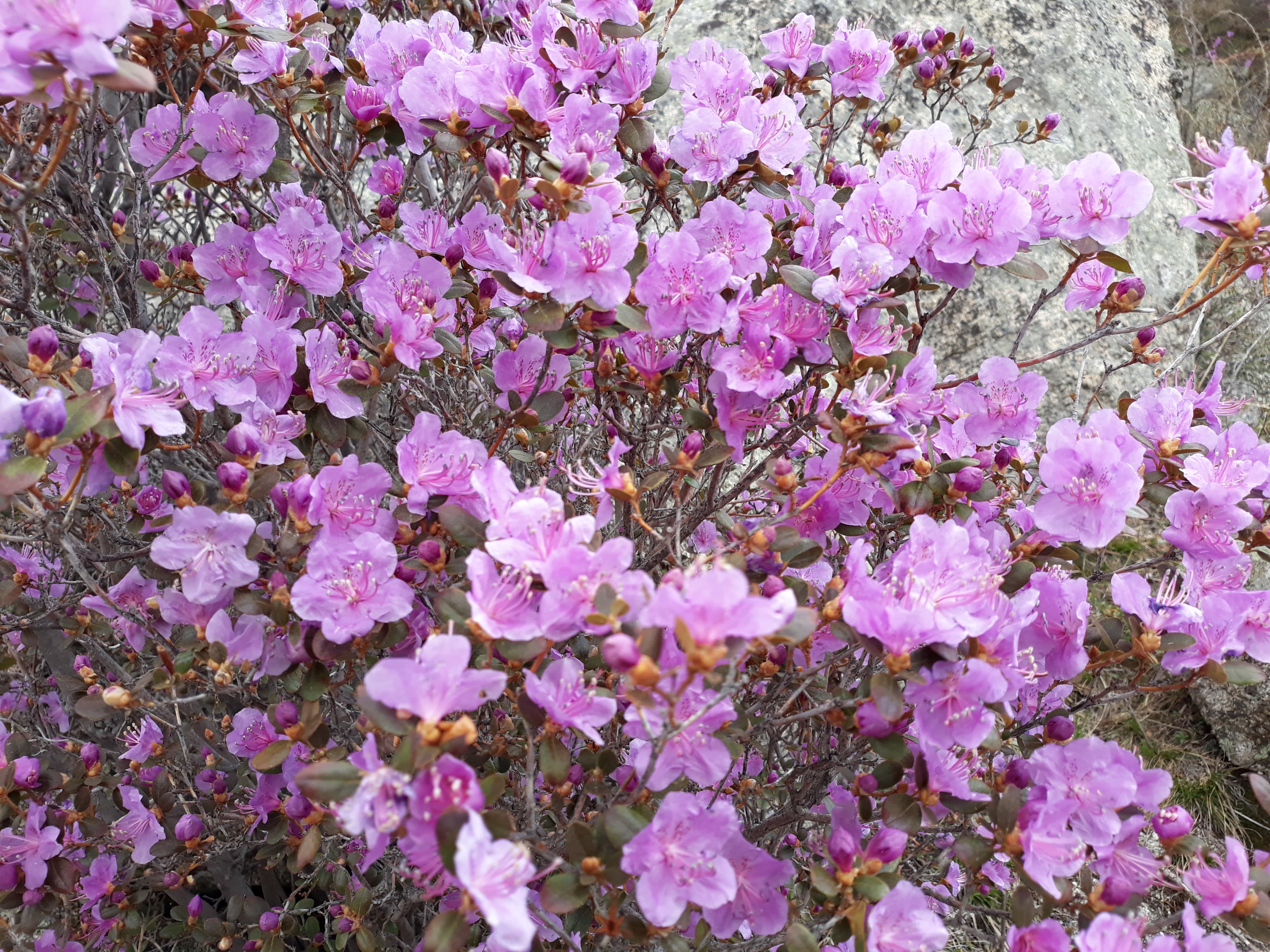 "Яркий Алтай", весеннее автопутешествие - фото 8