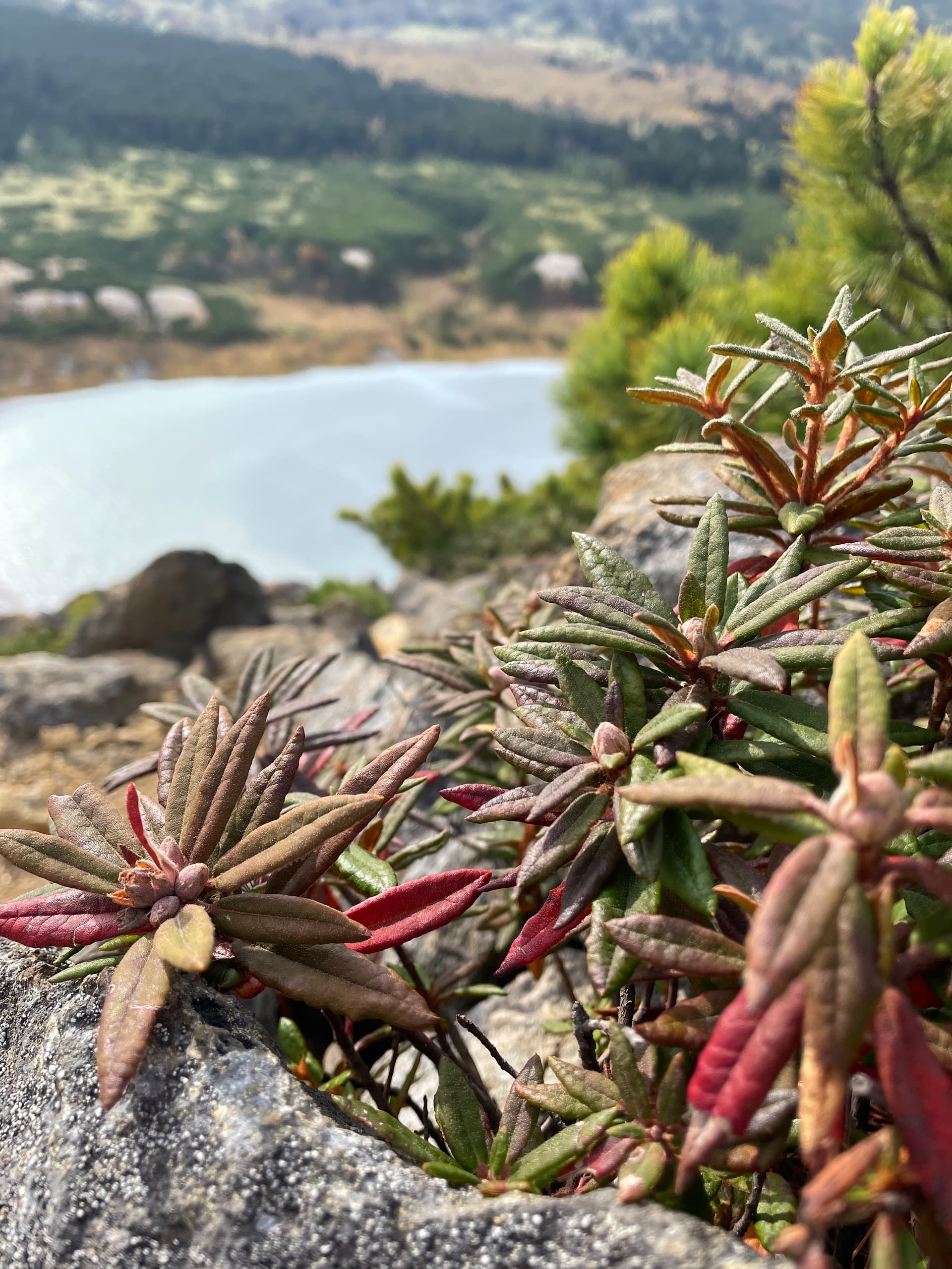 Кальдера вулкана Головнина, озера Кипящее и Горячее - фото 4