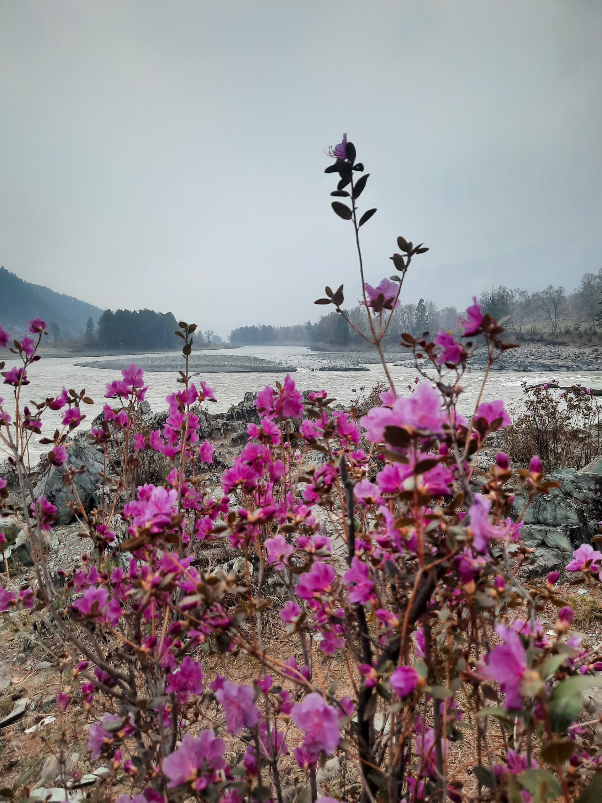 Цветение Маральника на Алтае - фото 3