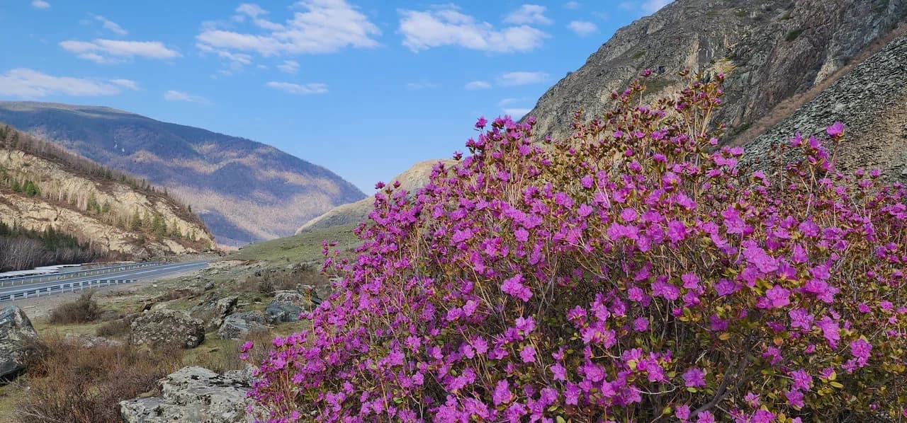 Автотур «Цветение маральника 4 дня» - фото 3