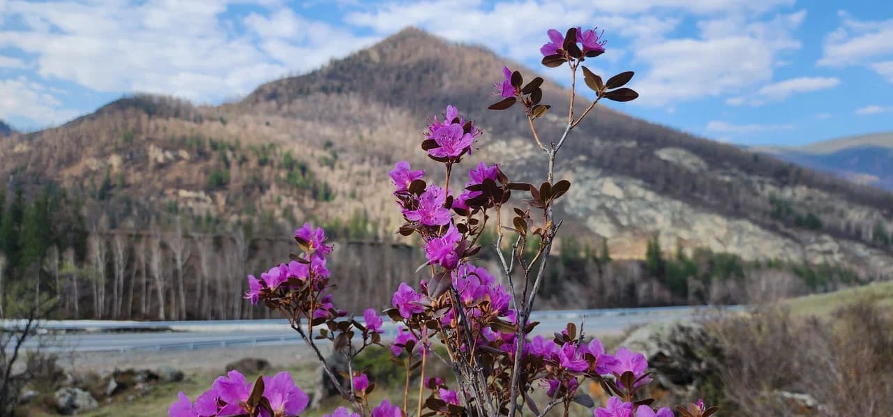 Автотур «Цветение маральника 4 дня» - фото 4