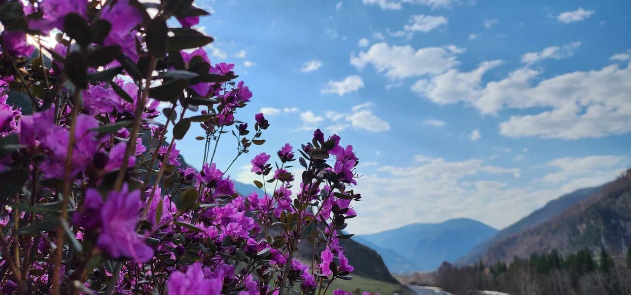 Автотур «Цветение маральника 4 дня» - фото 5