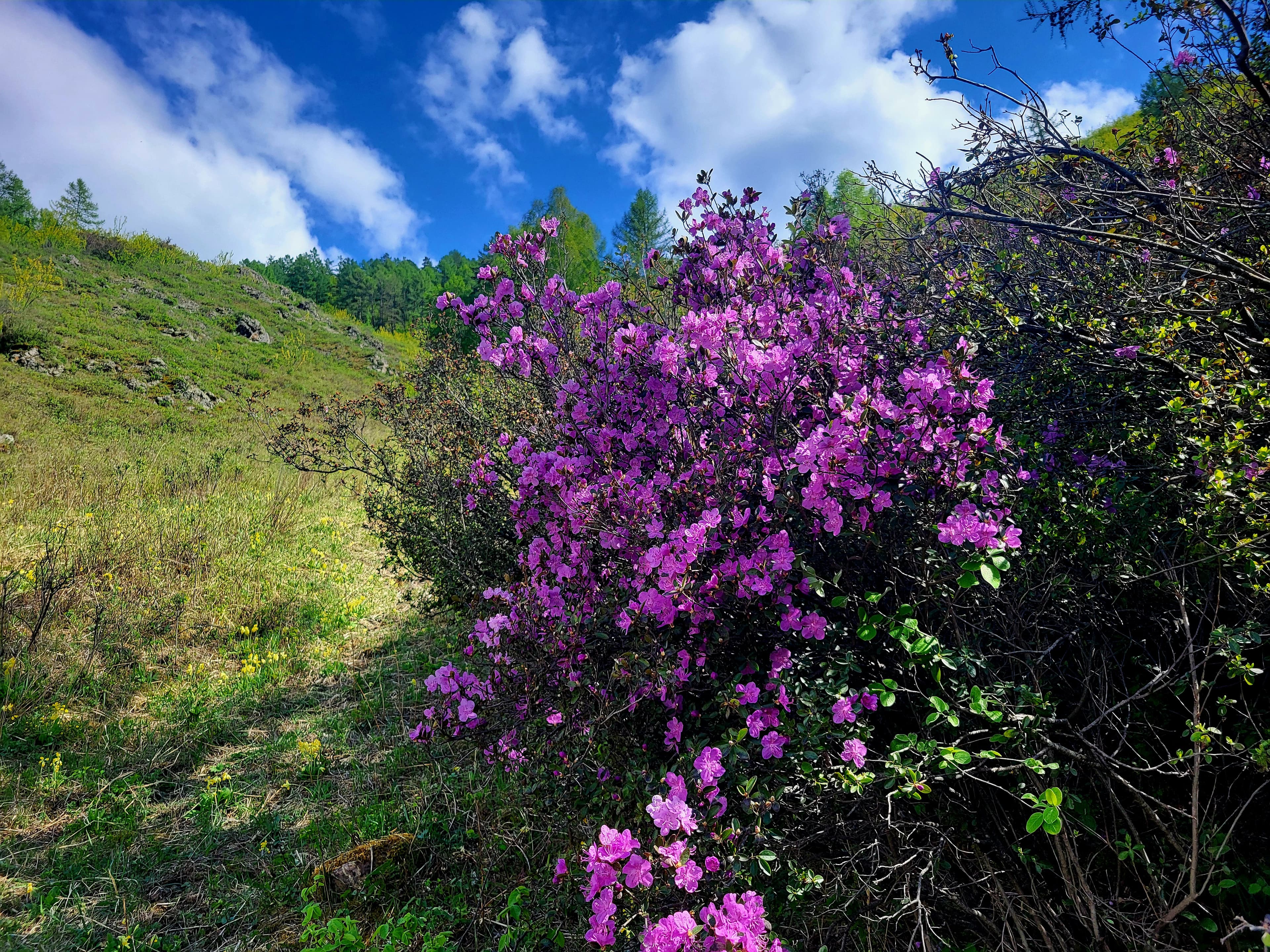 «Алтайские краски»: 3 дня среди гор и рек - фото 9