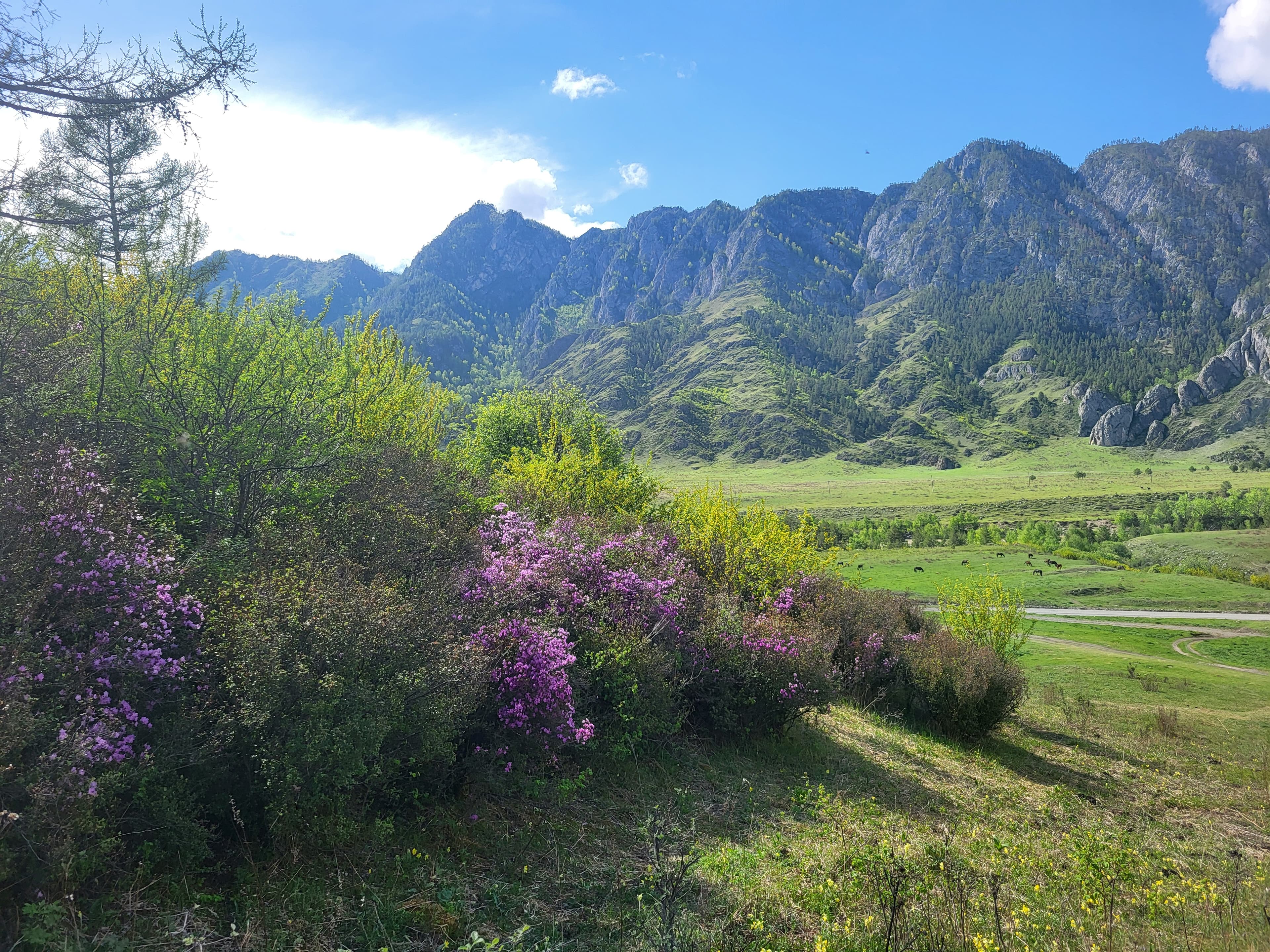 «Алтайские краски»: 3 дня среди гор и рек - фото 1