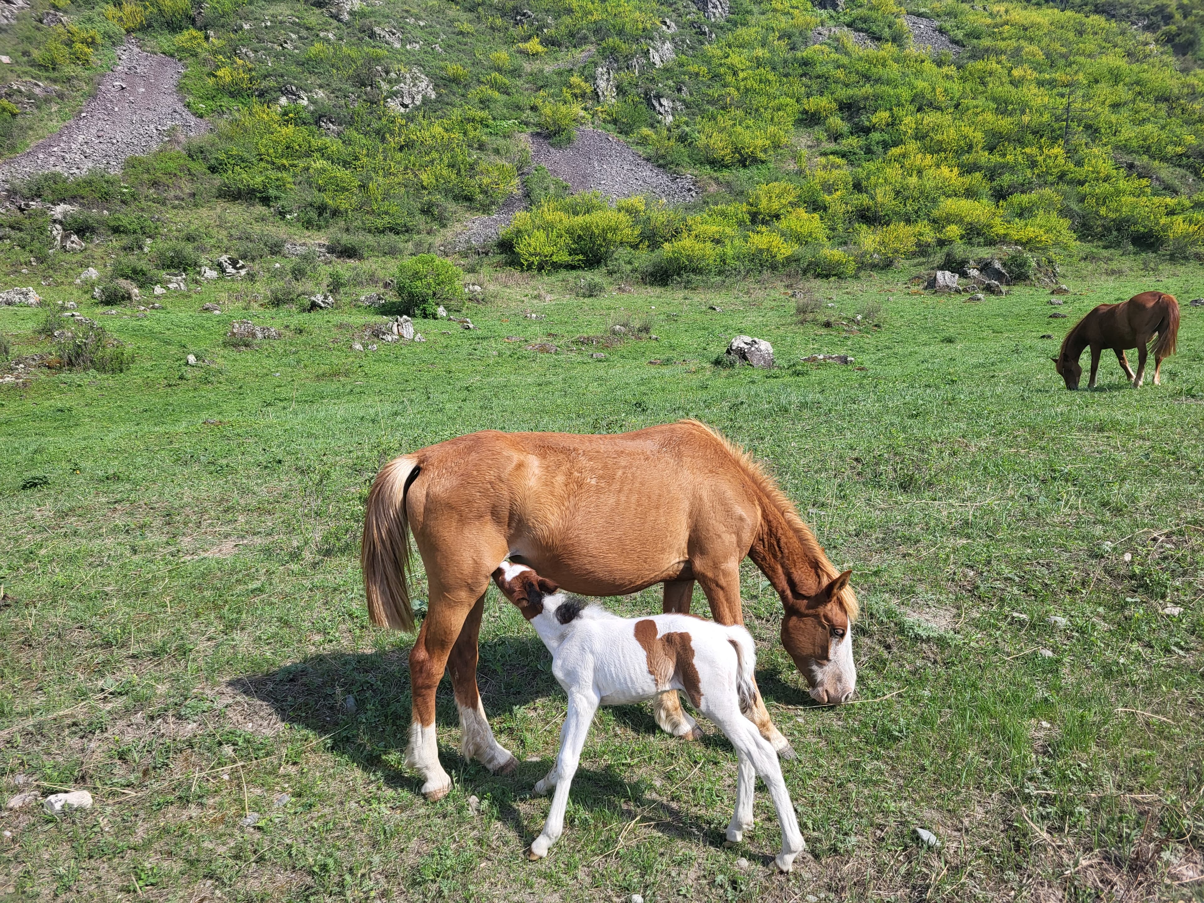 "Алтайские каникулы", экскурсионный автотур - фото 2