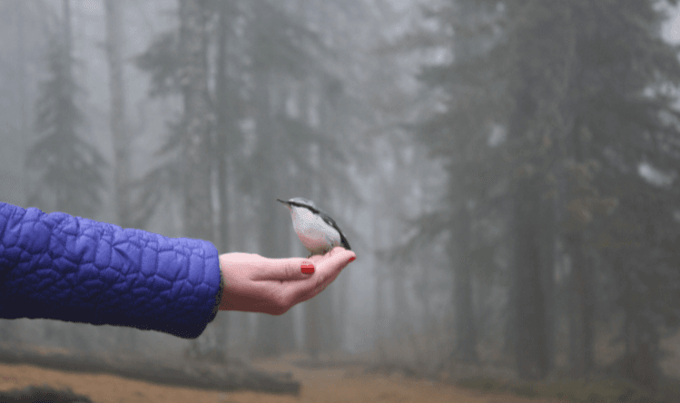 Экскурсия с заездом на верх на центральные Столбы «Сокровище планеты на Красноярских берегах» - фото 5
