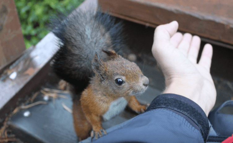Экскурсия с заездом на верх на центральные Столбы «Сокровище планеты на Красноярских берегах» - фото 6