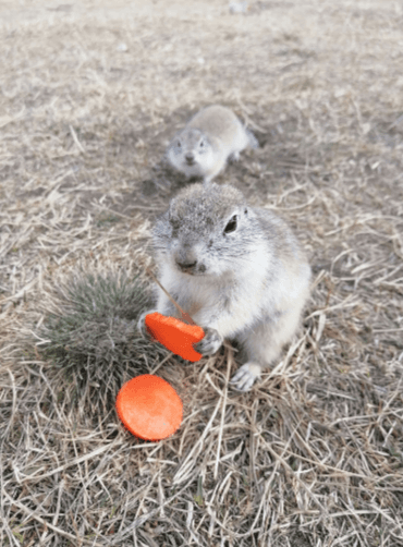 Экскурсия на остров Татышев «Суслисейшен» - продолжительность 4 часа