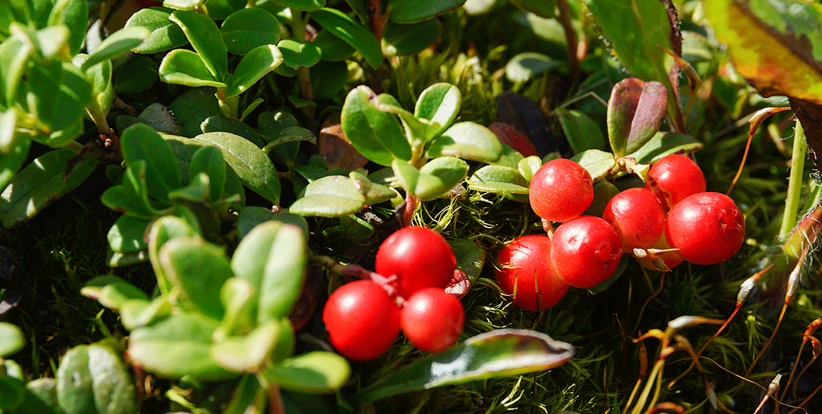 Город Минеральные Воды, термальные источники Жемчужина Кавказа, пос. Архыз.