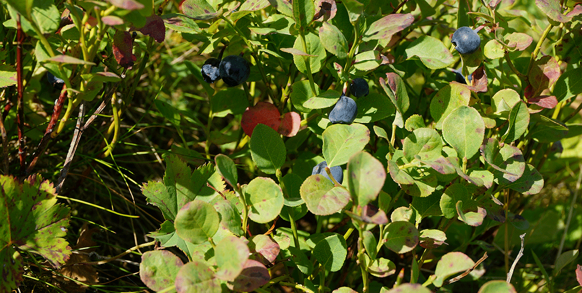 Город Минеральные Воды, термальные источники Жемчужина Кавказа, пос. Архыз.