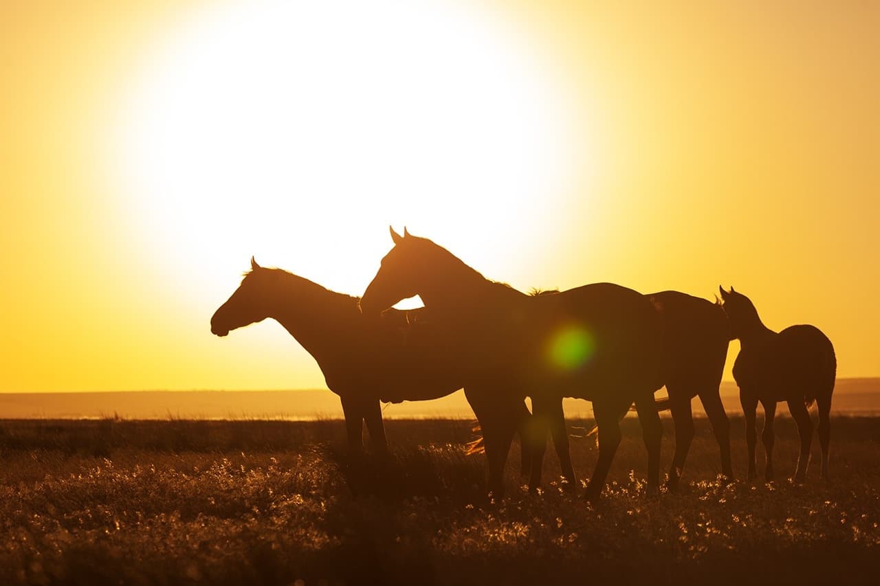 Релакс-тур «Дыхание степи» 4 дня / 3 ночи - фото 10