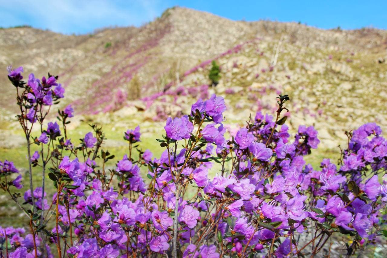 Цветущий Чуйский тракт