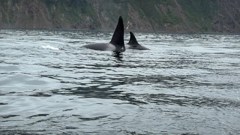 Морская прогулка на Маяк Анива - фото 1