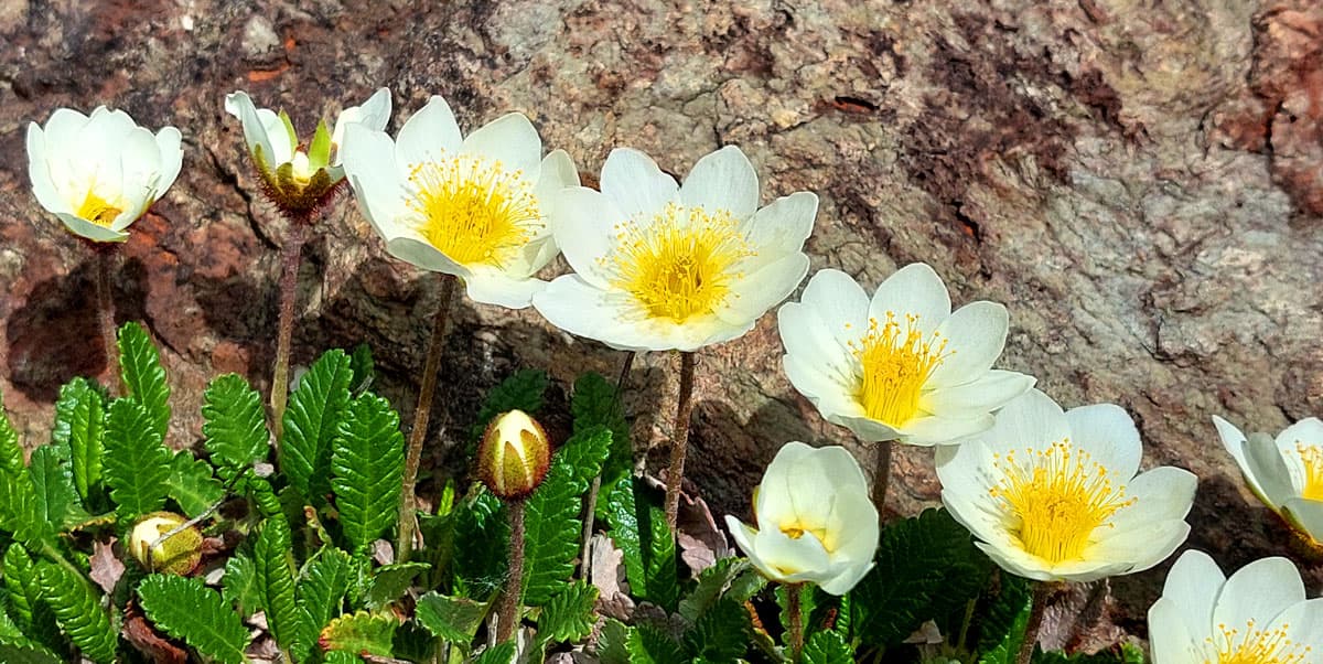 Треккинг на Алтай. Ущелье Актру - фото 9
