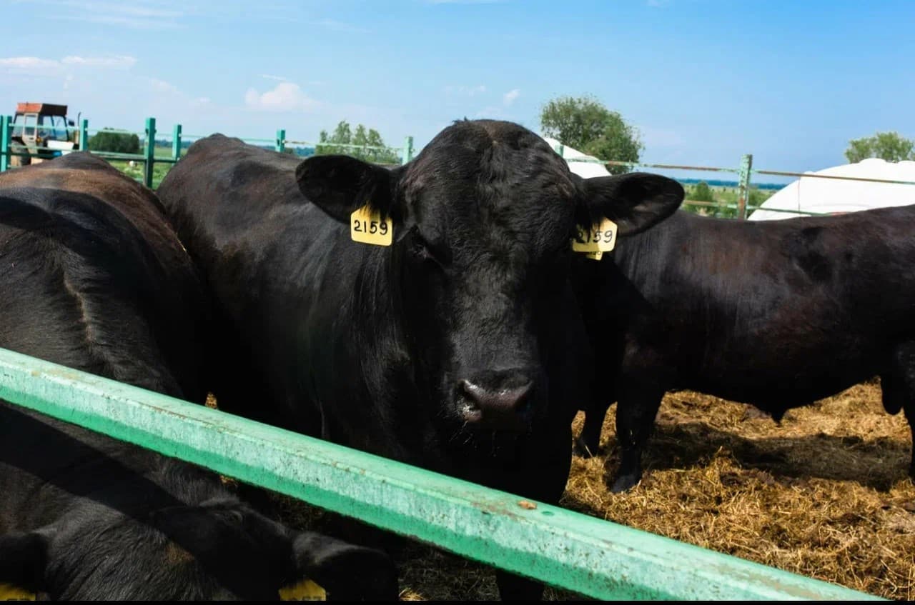 Гастрономическая Кострома - фото 7