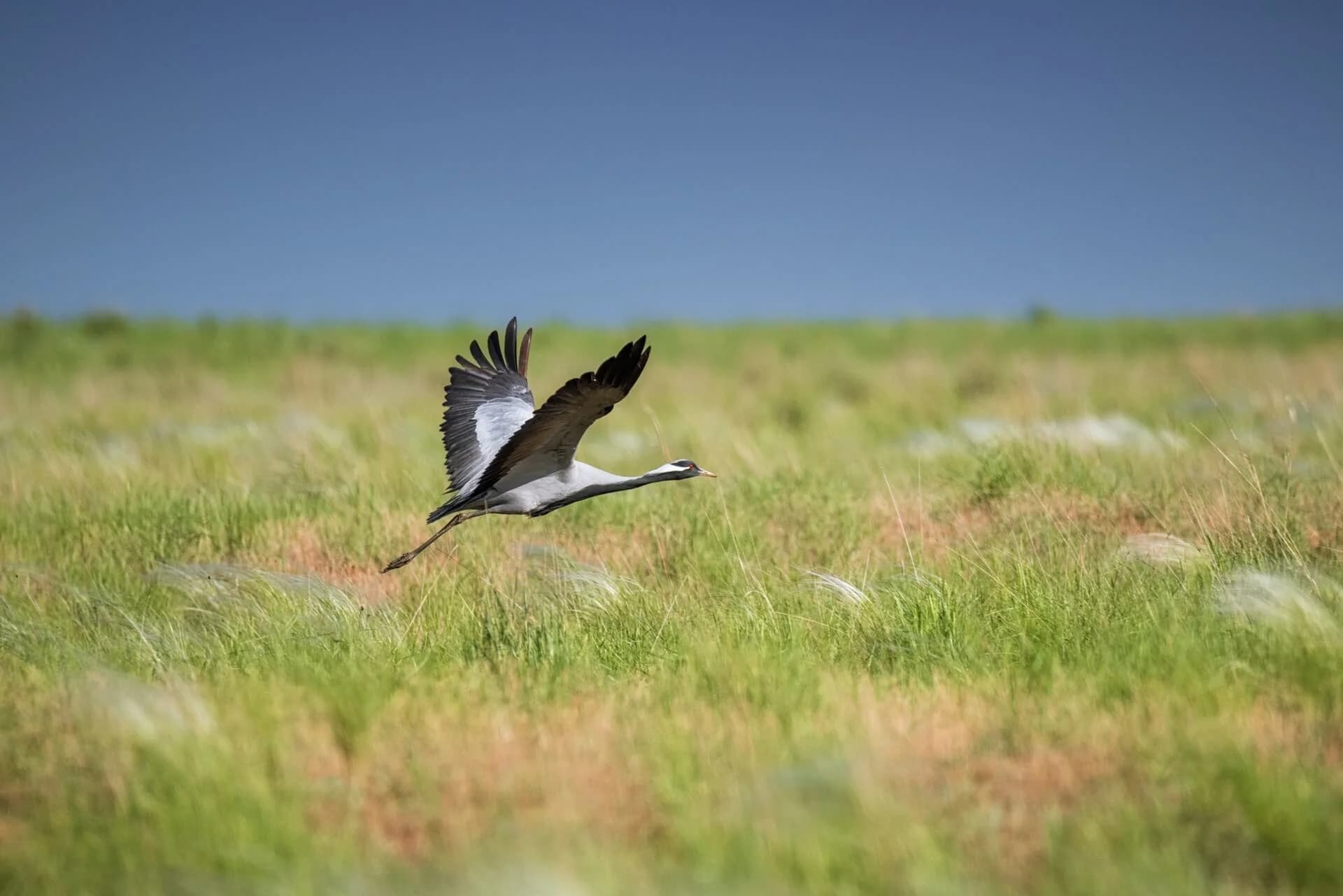 Птицы озера Маныч