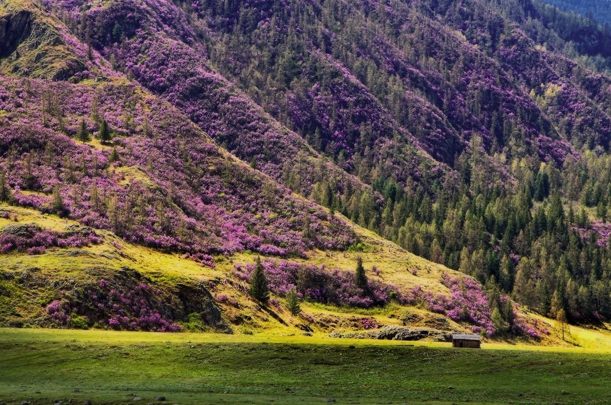Сиреневые горы Алтая - фото 8