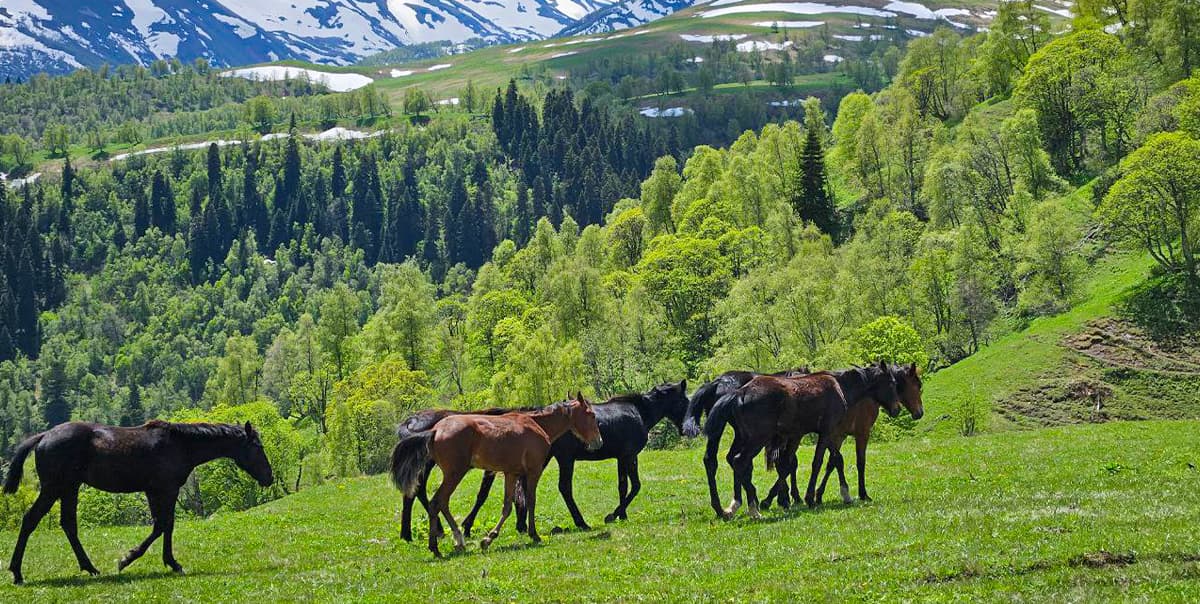 Термальные источники «Жемчужина Кавказа»