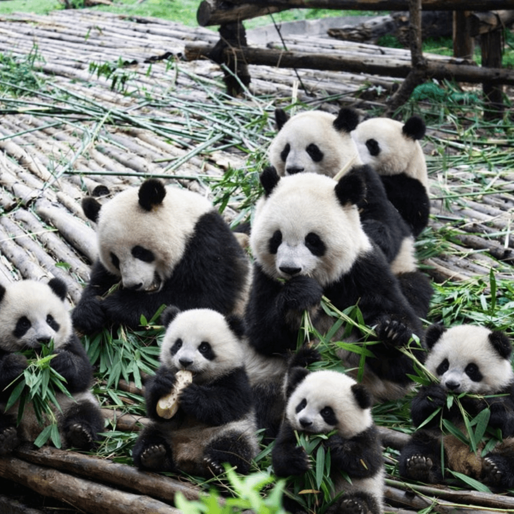 Фантастический КИТАЙ. ГОРЫ АВАТАРА