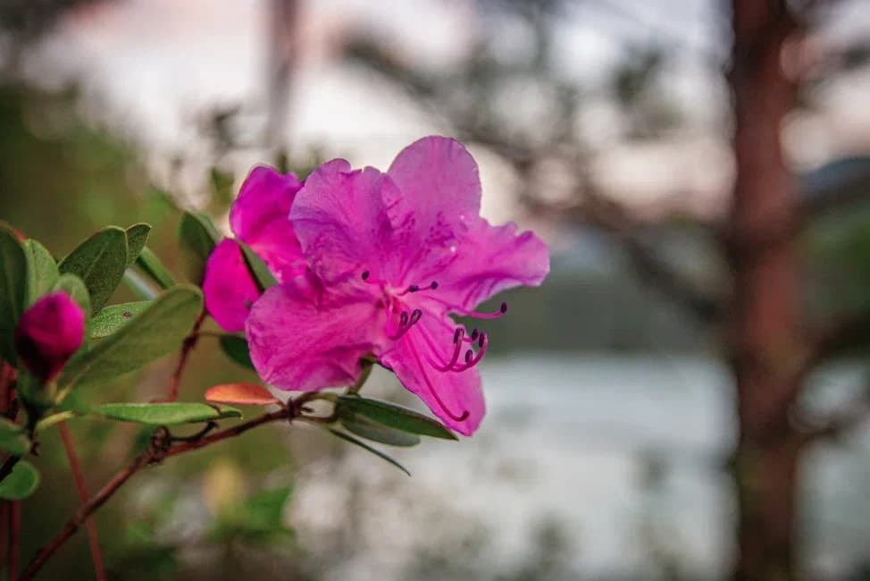 Автотур «Цветение маральника 3 дня» - фото 3