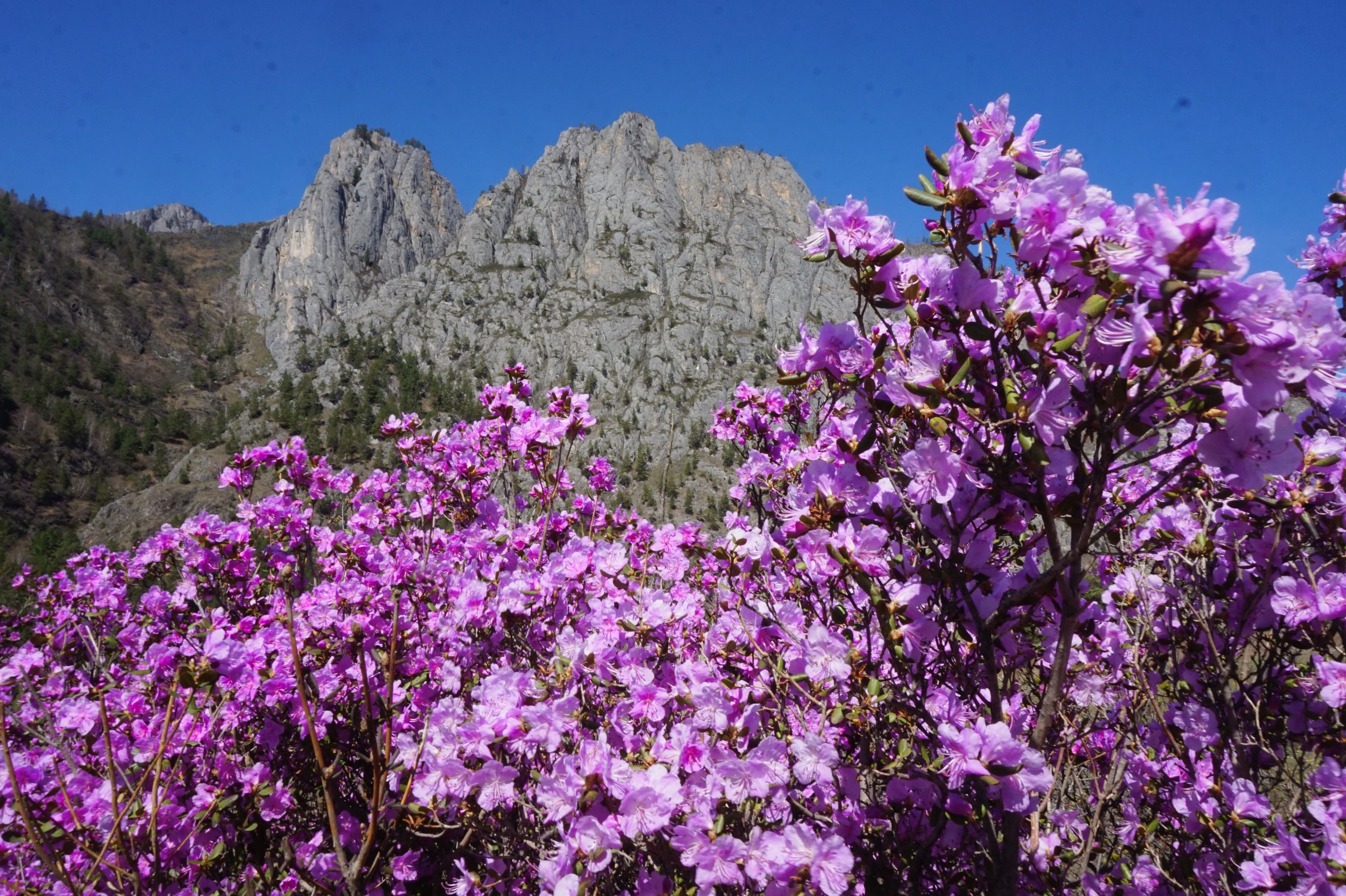 "Яркий Алтай", весеннее автопутешествие - фото 9