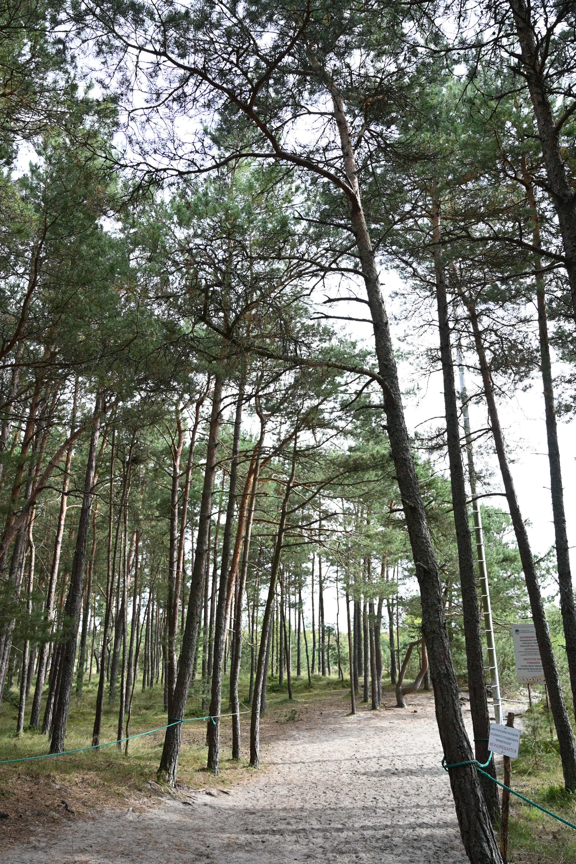 Гостеприимный Калининград 2026 - фото 10