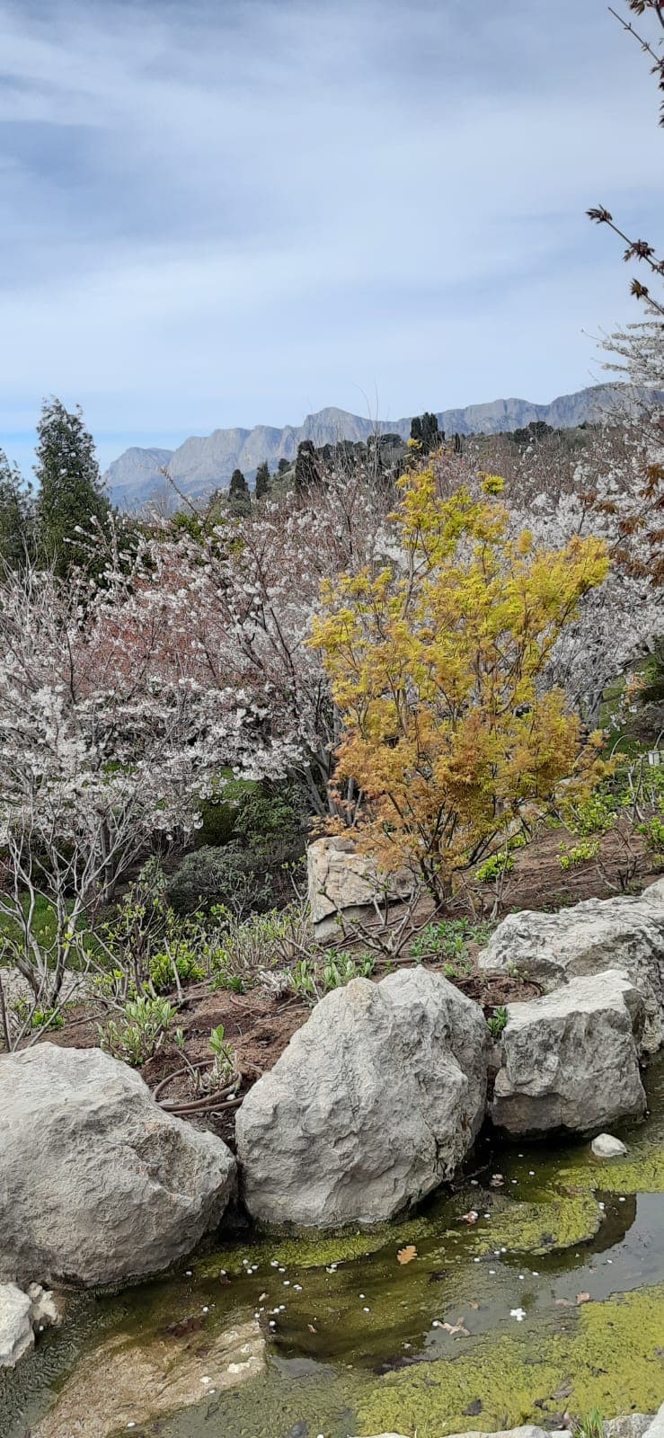 Цветение сакур в Японском саду. - фото 1
