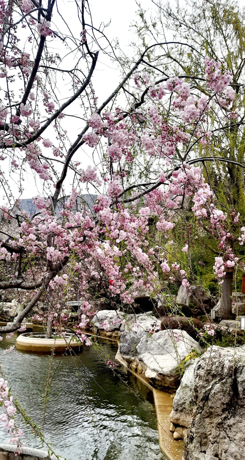 Цветение сакур в Японском саду. - фото 2