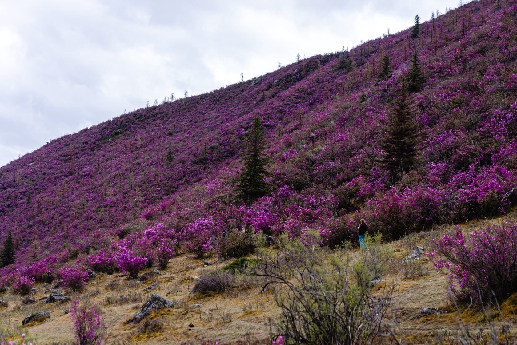 Весенний Алтай ( 5 дней ) - фото 10