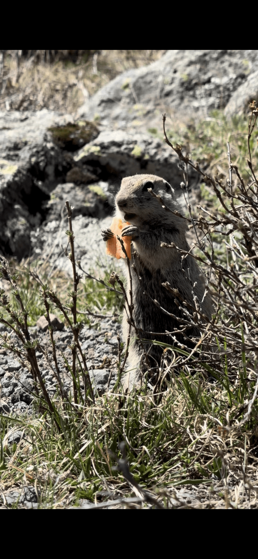 Джилы Су - северное Приэльбрусье или царство сусликов - фото 7
