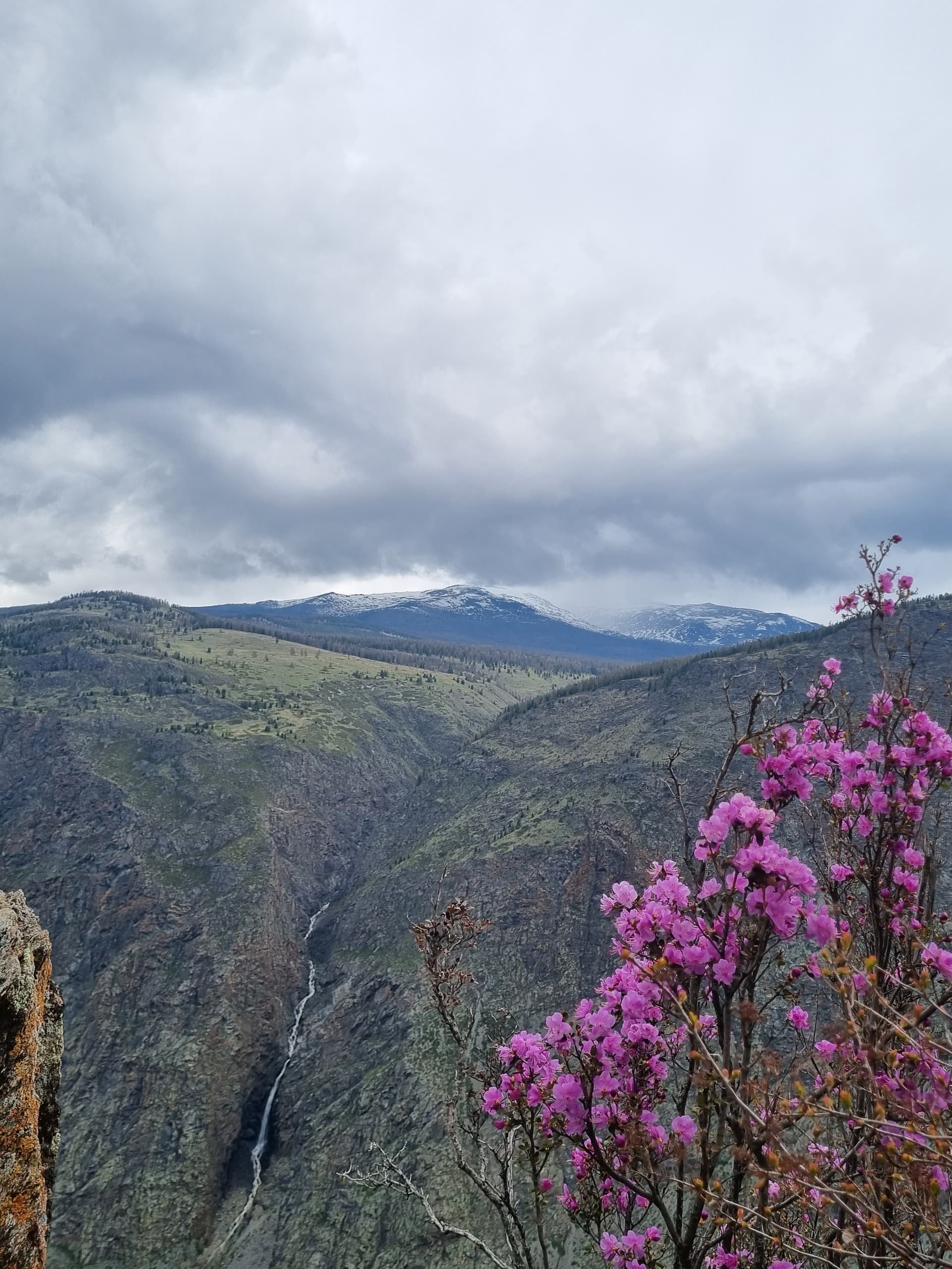 Цветение Маральника на Алтае - фото 3