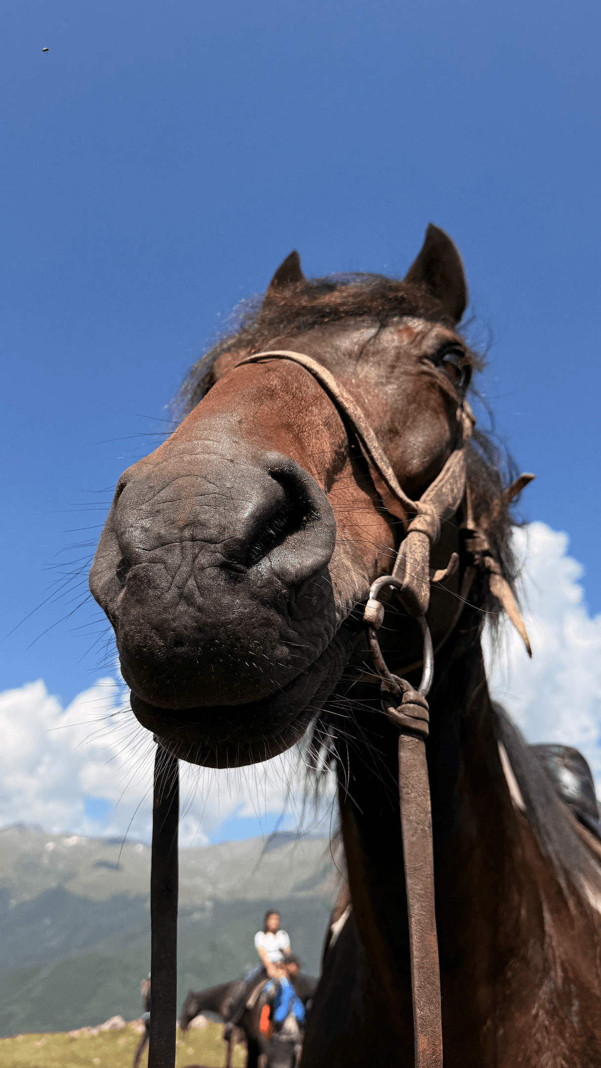 КОННЫЙ ТУР В СЕРДЦЕ ГОР КАВКАЗА - фото 2