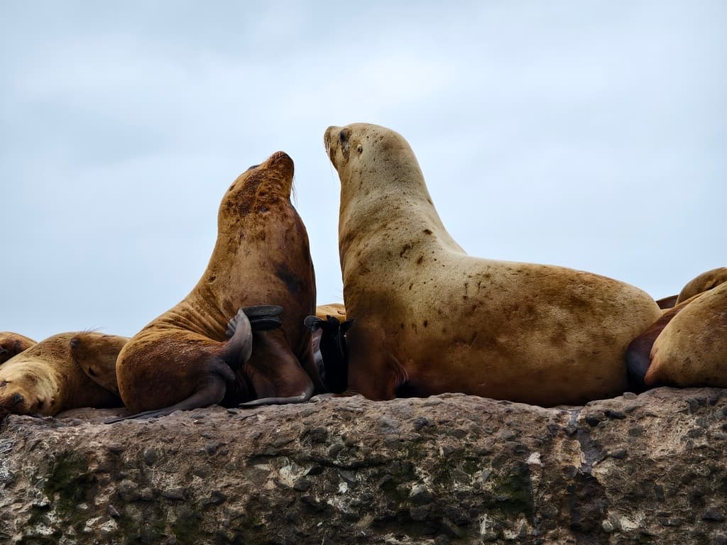 Лежбище Сивучей - фото 2