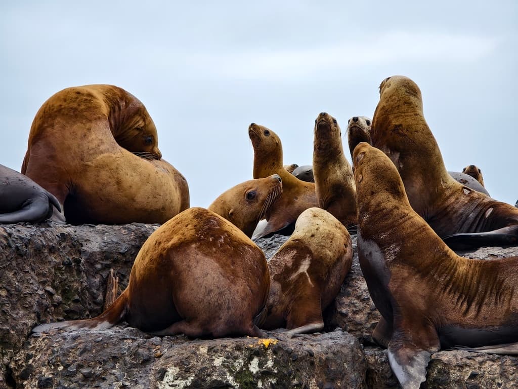 Лежбище Сивучей - фото 8