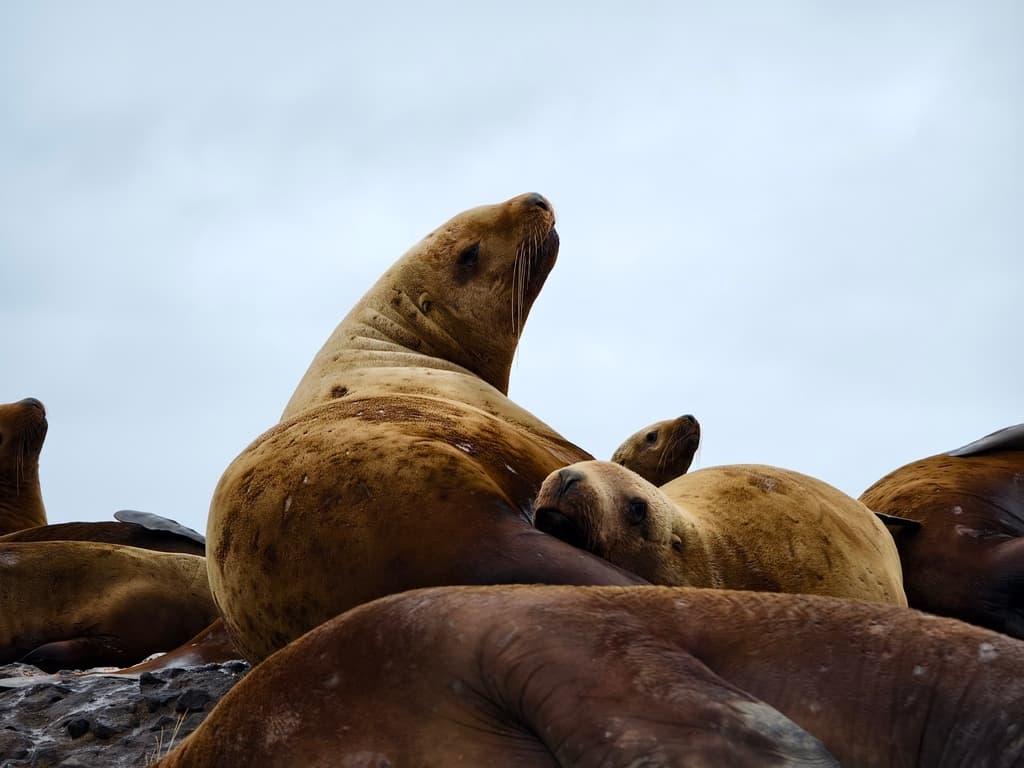 Лежбище Сивучей - фото 1