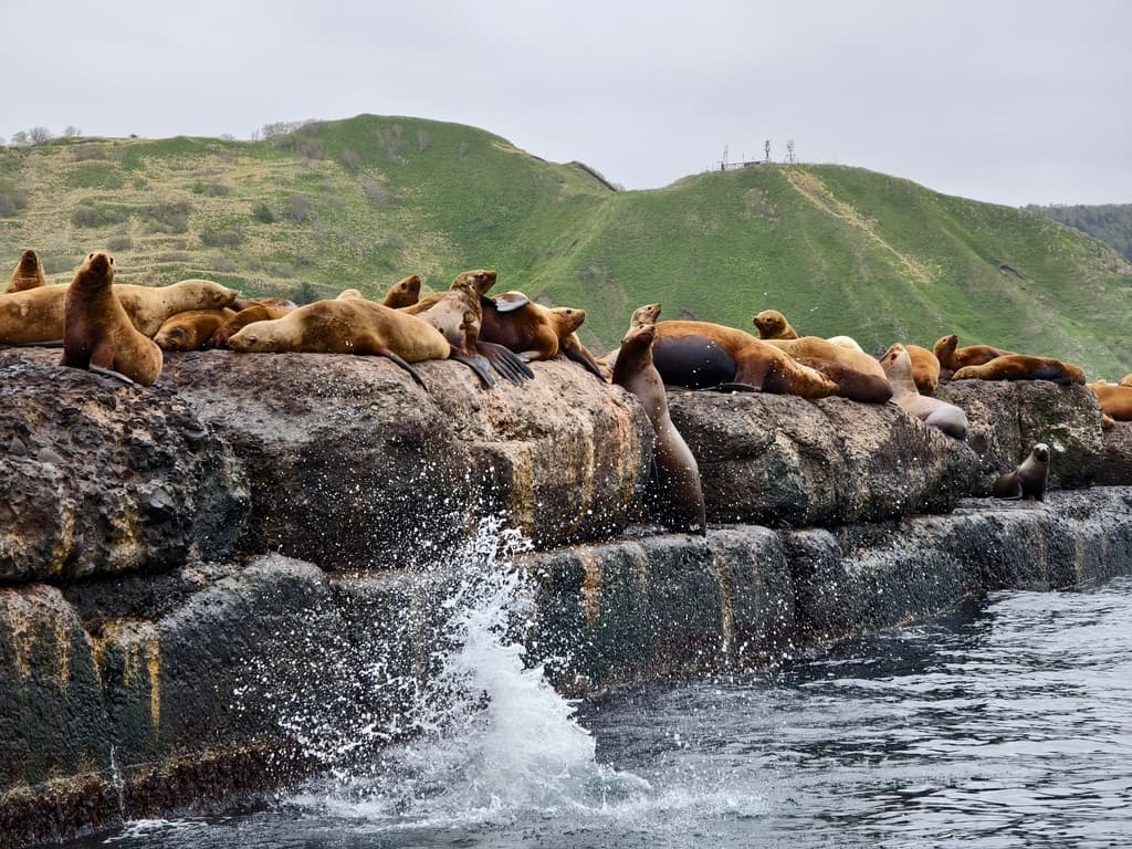 Лежбище Сивучей - фото 10